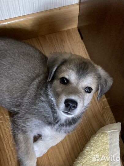 Щенок 2,5 месяца в добрые руки