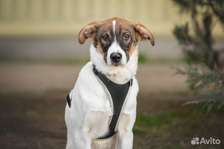 Милая, молодая девочка щенок в дар, из приюта