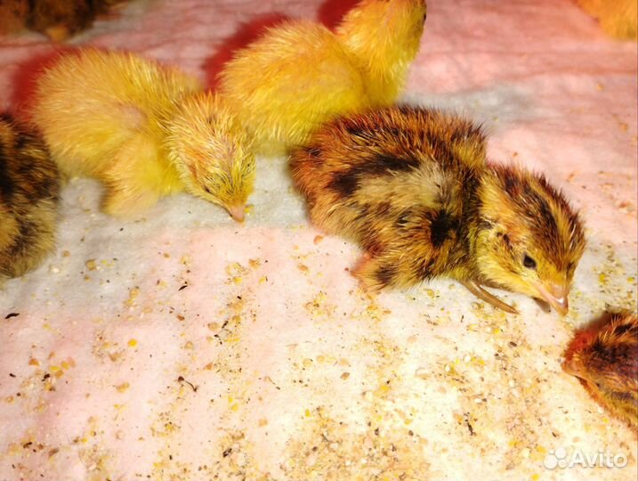 Перепела суточные