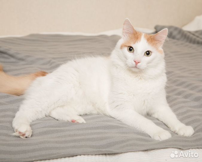 Мишаня ищет дом