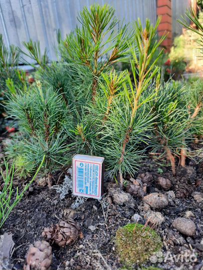 Продам кедровый стланик
