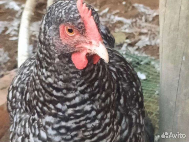 Мехеленская кукушка