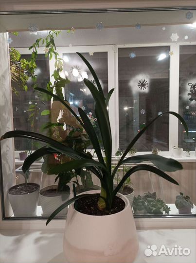 Комнатные цветы кливия