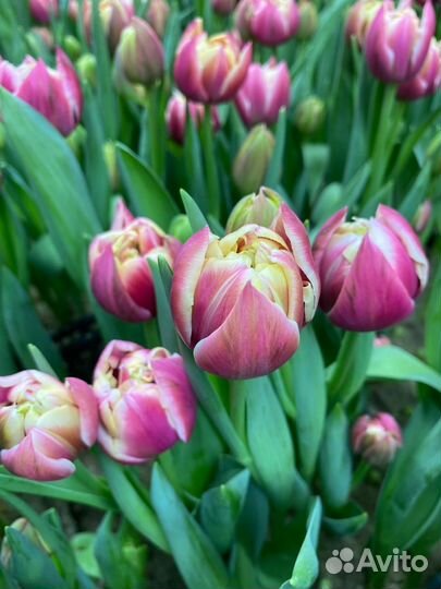 Тюльпаны к 8 марта оптом