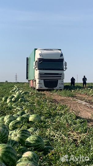 DAF XF 105, 2013
