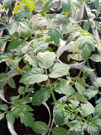 Рассада томатов