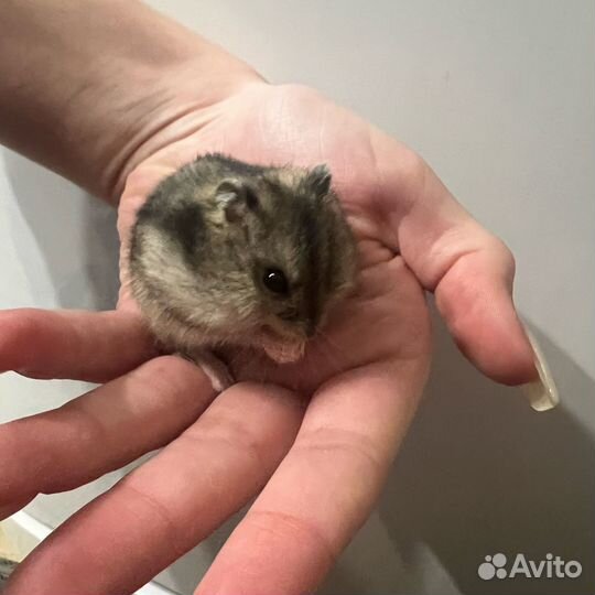 Джунгарский хомяк