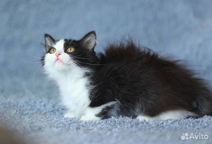 Котенок кошка в дар бесплатно