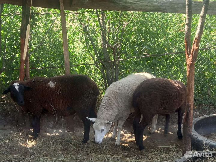 Баранчик и овцы