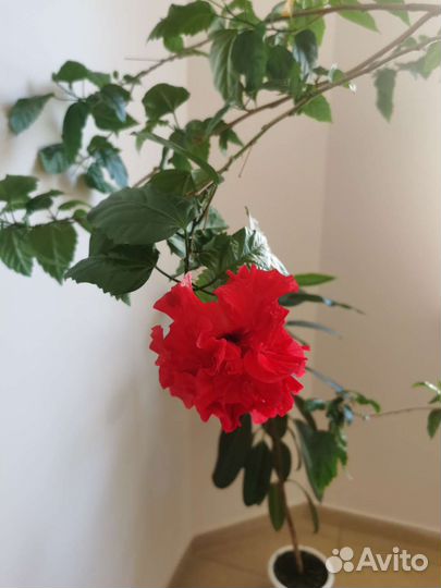 Черенки Гибискуса махрового красный