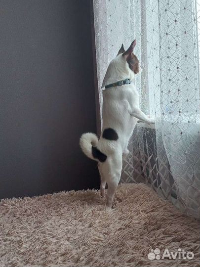 Вязка Чихуахуа