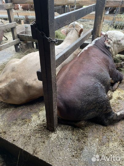 Мясо говядина