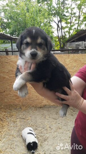 Щенки алабай