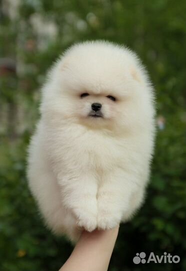 Шпиц мишка мини и микро