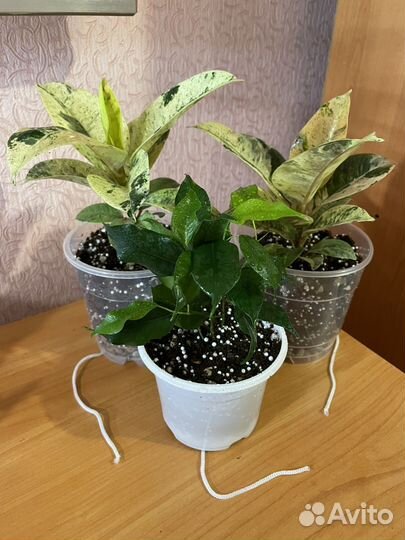 Фикус шривериана, фикус экзотика