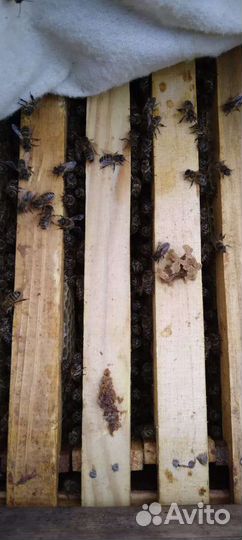 Продаю пчелосемьи. Пчелопакеты. Карника Карпатка