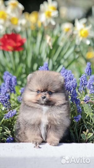 Померанский шпиц