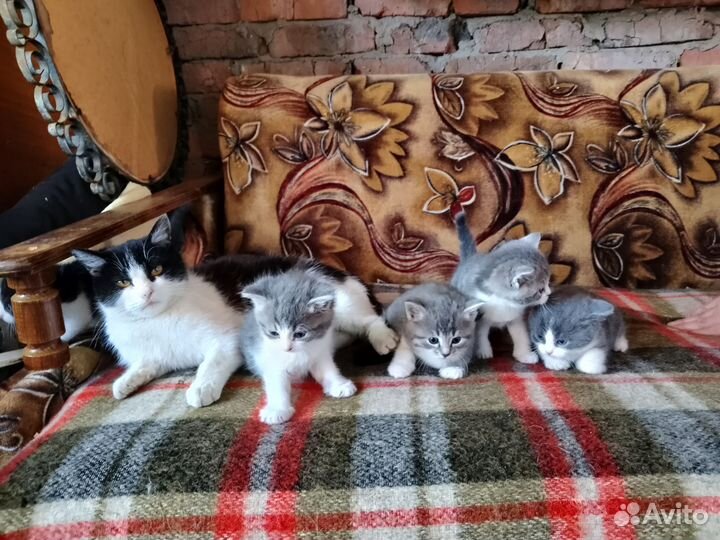 Котята в добрые руки