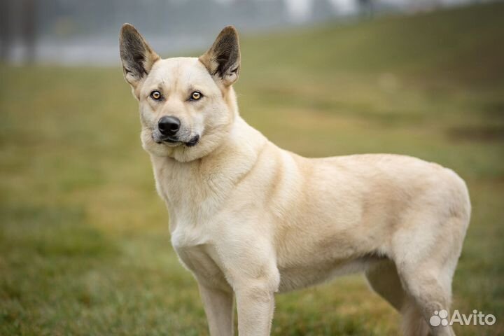 Беатрис ищет хозяина