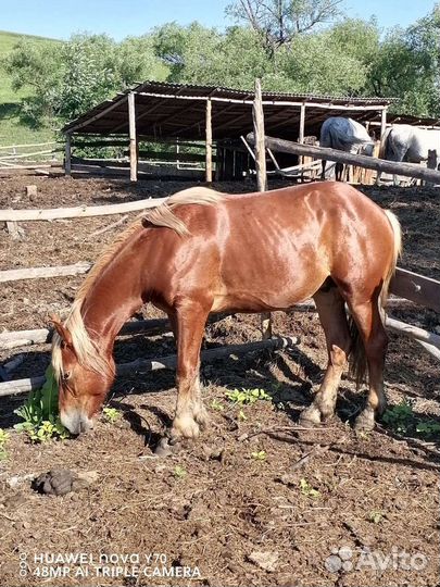 Лошадь жеребец