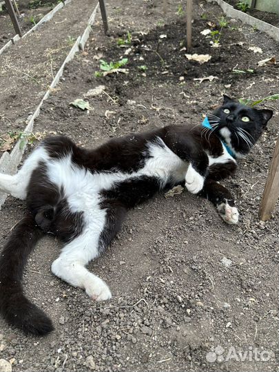 Котик гимнаст