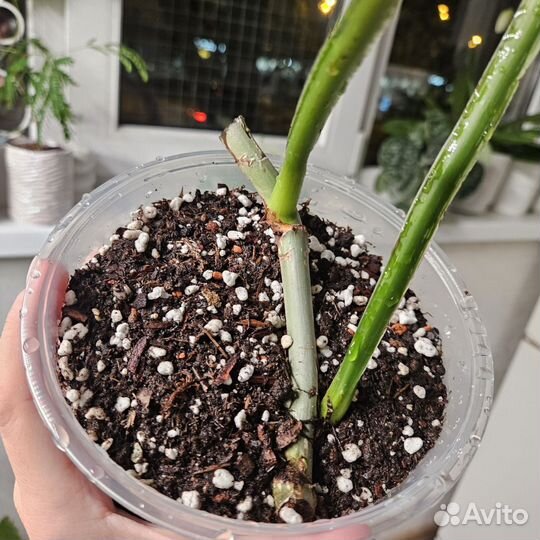 Филодендрон Пловмани