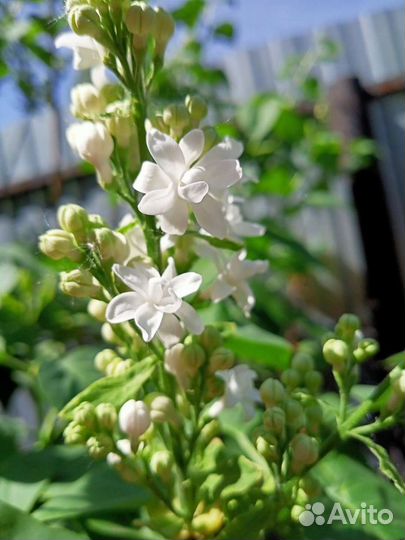 Сирень махровая