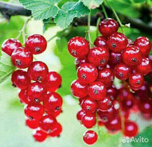 Саженцы смородина красная., черная.,белая. и т.д