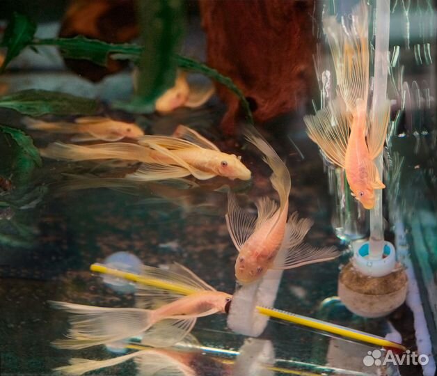 Анциструс:Стрекоза-вуаль,Альбино,Золотистые