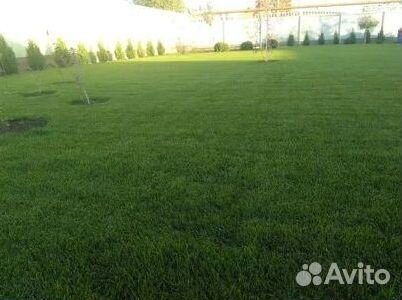 Газон рулонный