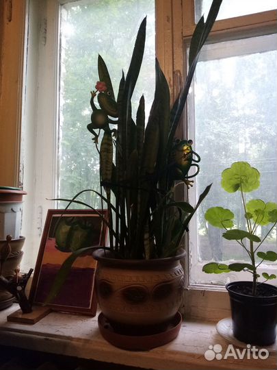 Сансевиерия