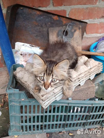 Котята в добрые руки бесплатно