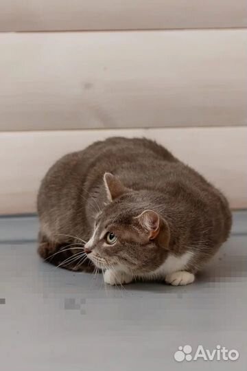 Есения ищет дом