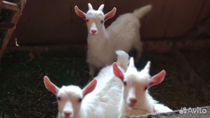 Козлята
