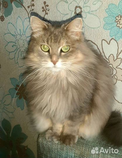 Кошка