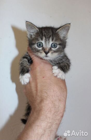 Котята мальчик и девочка 1 мес
