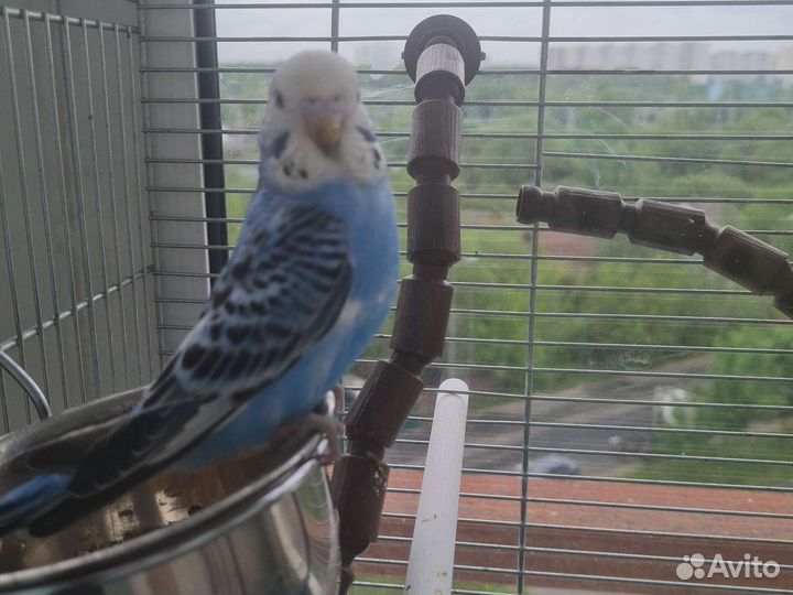 Волнистый попугай малыши