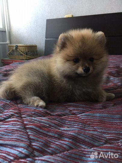 Вязка не продается