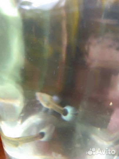 Гуппи канадские, черно- белые, чистая линия