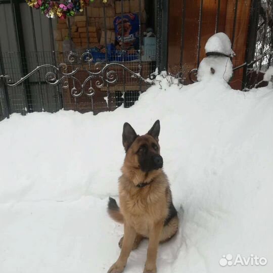 Немецкая овчарка вязка