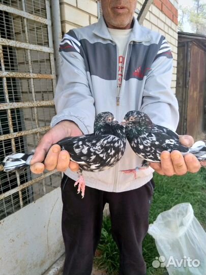 Продам бокинских бойных