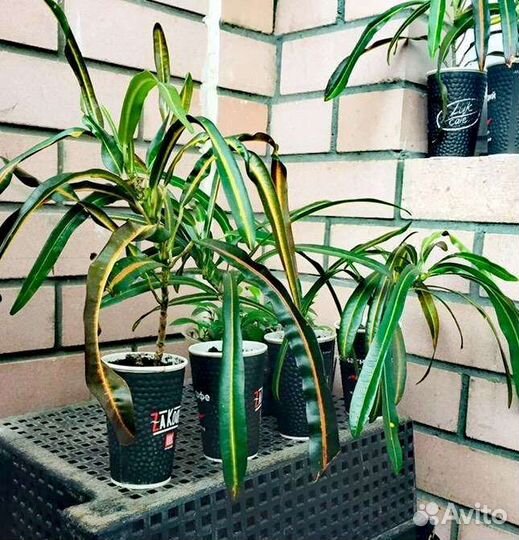 Кодиеум (Кротон)