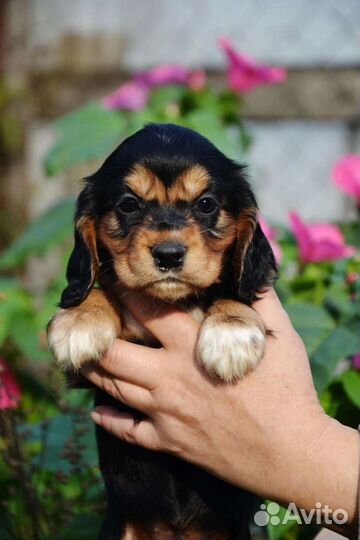 Собаки щенки