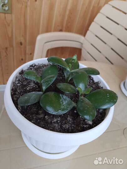 Комнатные растения