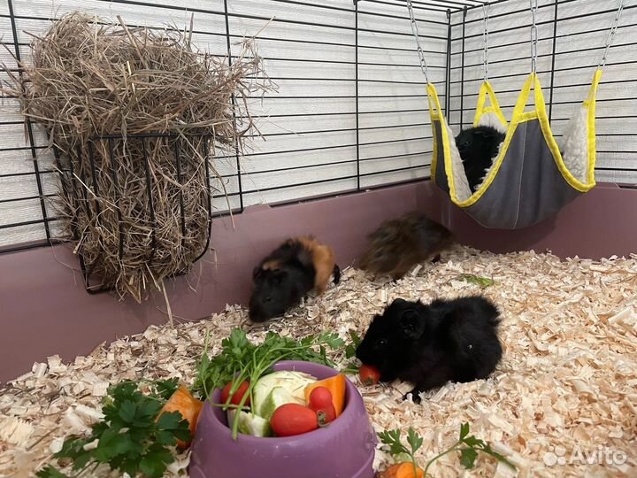 Морские свинки абиссинские