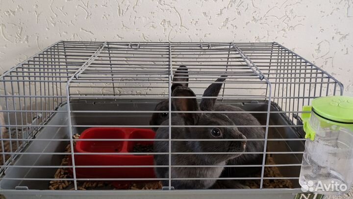 Кролики, клетка, корм