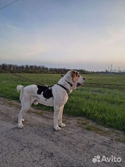 Вязка алабай