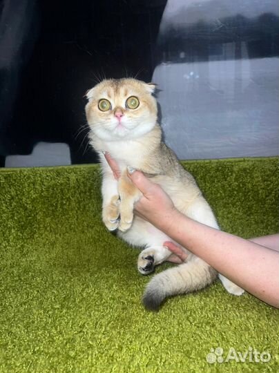 Золотые котята