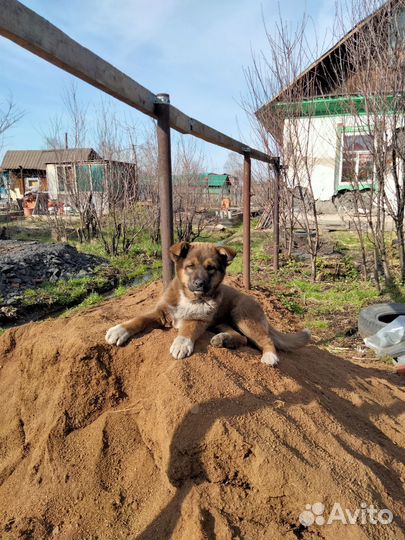 Щенок девочка 3 месяца в добрые руки