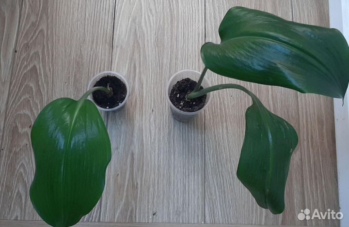 Домашние цветы